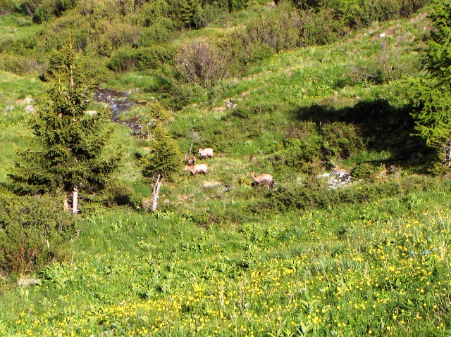 ABITANTI DELLA VALSAVARENCHE , PARCO NAZIONALE GRAN PARADISO